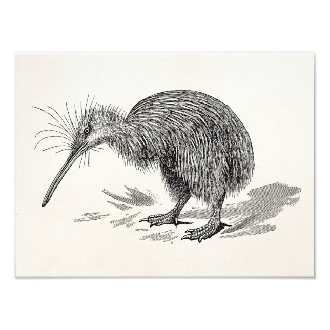 Vintage Kiwi Bird Antique Birds Template Photo Print (Front)