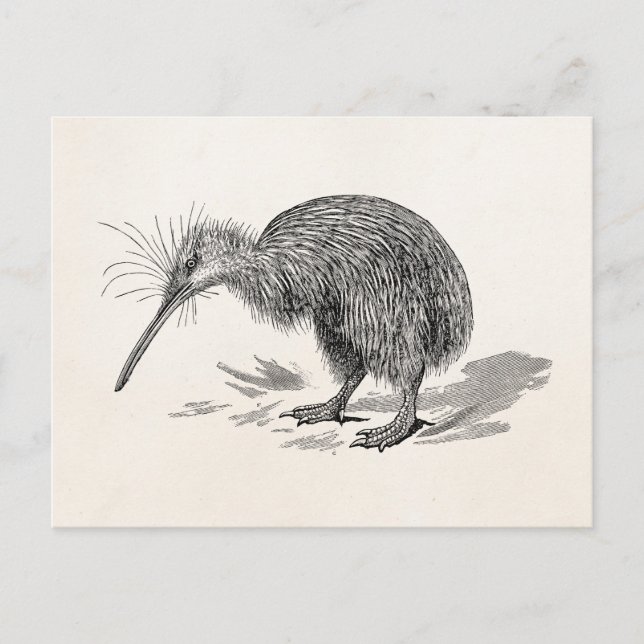 Vintage Kiwi Bird Antique Birds Template Postcard (Front)
