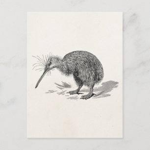 Vintage Kiwi Bird Antique Birds Template Postcard