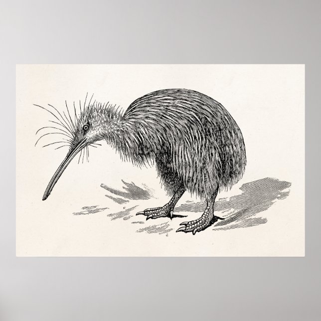 Vintage Kiwi Bird Antique Birds Template Poster (Front)
