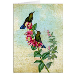 Vintage Kolibris, Gute Besserung