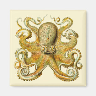 Vintage Kraken, Octopus Gamochonia, Ernst Haeckel Magnet