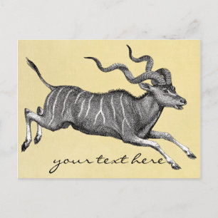 Vintage Kudu Postcard