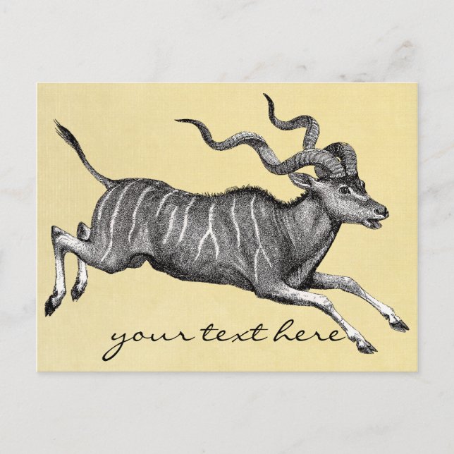 Vintage Kudu Postcard (Front)