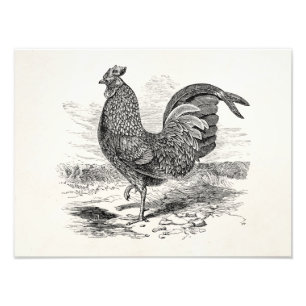 Vintage Kulm Fowl Rooster Chicken - Chickens Hen Photo Print
