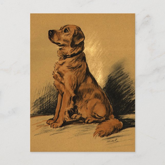 Vintage Labrador Postcard (Front)