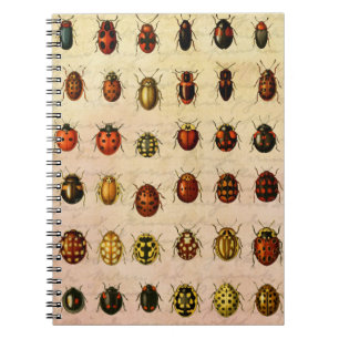 Vintage Ladybug Specimen Pattern Antique Insect Notebook