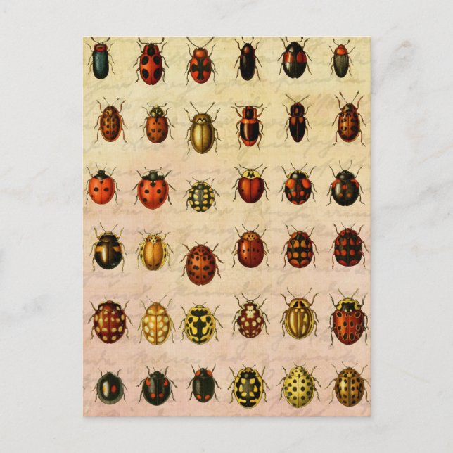 Vintage Ladybug Specimen Pattern Antique Insect Postcard (Front)