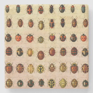 Vintage Ladybug Specimen Pattern Antique Insect Stone Coaster