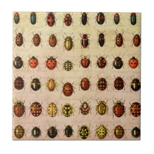 Vintage Ladybug Specimen Pattern Antique Insect Tile