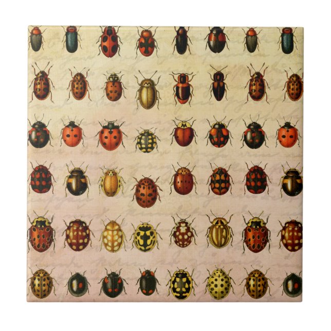Vintage Ladybug Specimen Pattern Antique Insect Tile (Front)