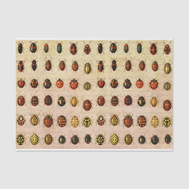 Vintage Ladybug Specimen Pattern Antique Insect Tissue Paper (Front)