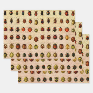 Vintage Ladybug Specimen Pattern Antique Insect Wrapping Paper Sheet