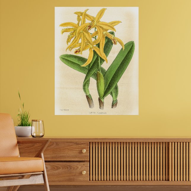 Vintage Laelia Flammea Orchid Flower Art Poster (Living Room 2)