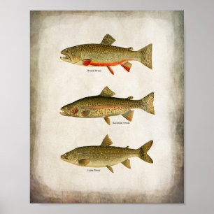 Vintage Lake Trout Rainbow Trout and Brook Trout Poster
