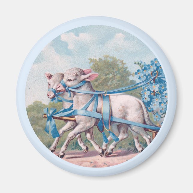 Vintage Lambs Dressed  in Fancy Blue Ribbons Magnet (Front)