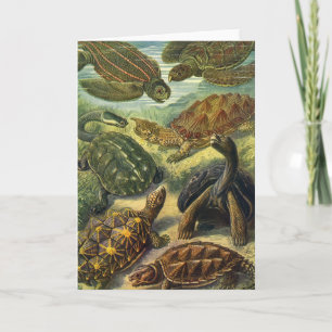 Vintage Land Tortoise Sea Turtles by Ernst Haeckel Card