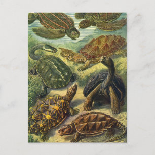 Vintage Land Tortoise Sea Turtles by Ernst Haeckel Postcard