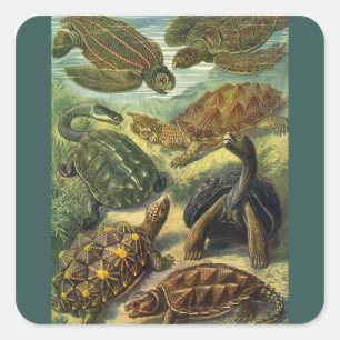 Vintage Land Tortoise Sea Turtles by Ernst Haeckel Square Sticker