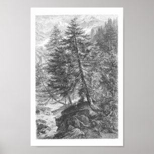 Vintage Larch Tree 1800s Antique Illustration Poster