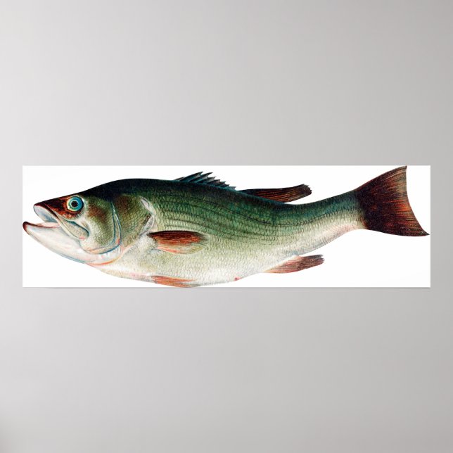 Vintage Largemouth Bass Poster (Front)