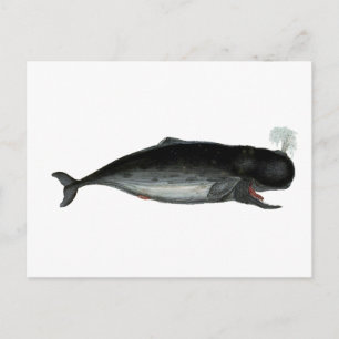 Vintage Laughing Whale Postcard