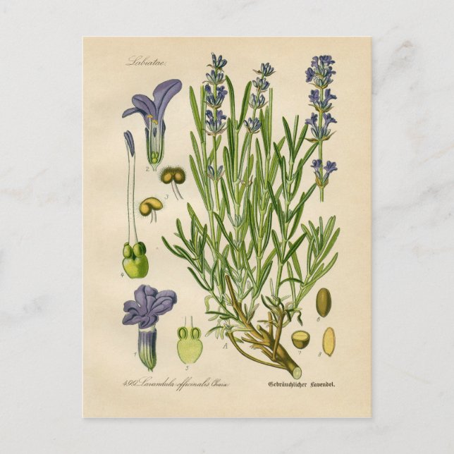 Vintage Lavender Botanical Print Postcard (Front)