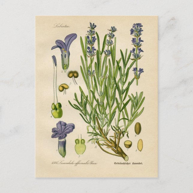 Vintage Lavender Botanical Print Postcard (Front)
