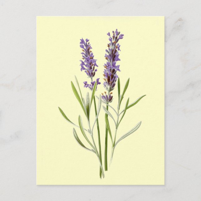 Vintage Lavender Illustration Postcard (Front)