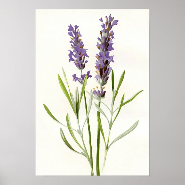 Vintage lavender poster (Front)
