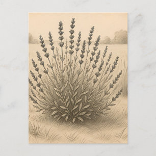 Vintage Lavender Sketch Botanical Serenity Postcard