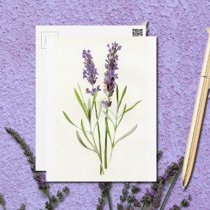 Vintage Lavenders Postcard