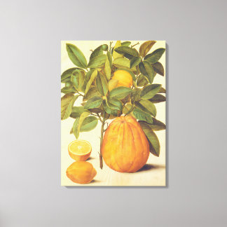 Vintage Lemon and Pomelo Botanical Painting Canvas Print