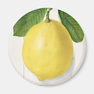 Vintage lemon magnet