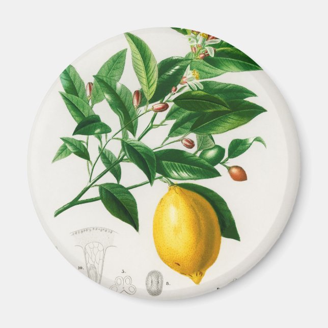 Vintage lemon magnet (Front)