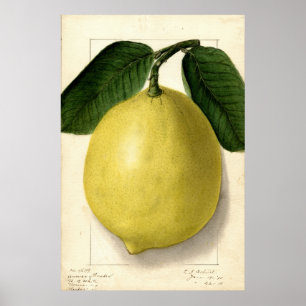 Vintage Lemon Pomological Watercolor Poster