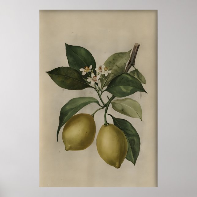 Vintage Lemon Tree Print, Antique Still Life Poster (Front)