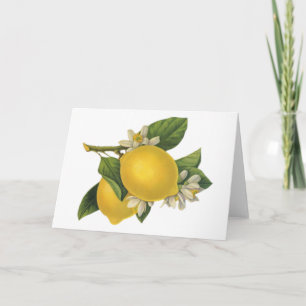 Vintage Lemons Illustration Card