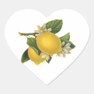 Vintage Lemons Illustration Heart Sticker