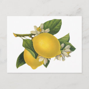 Vintage Lemons Illustration Postcard