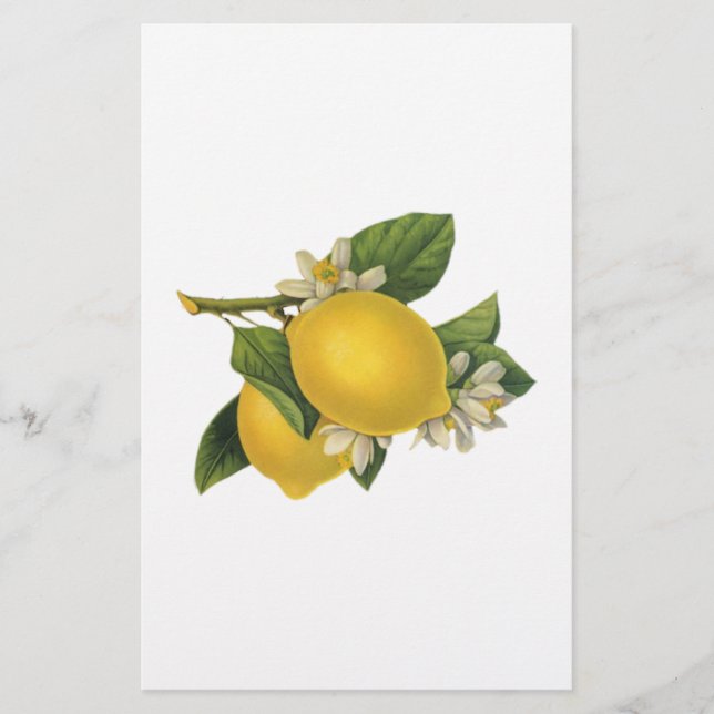 Vintage Lemons Illustration Stationery (Front)