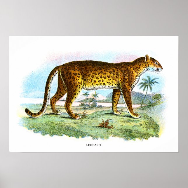 Vintage Leopard Animal Illustration Poster (Front)