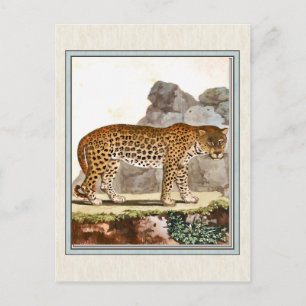 Vintage Leopard Illustration Postcard