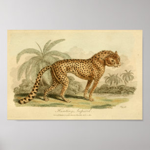 Vintage Leopard Natural History Big Cat Print