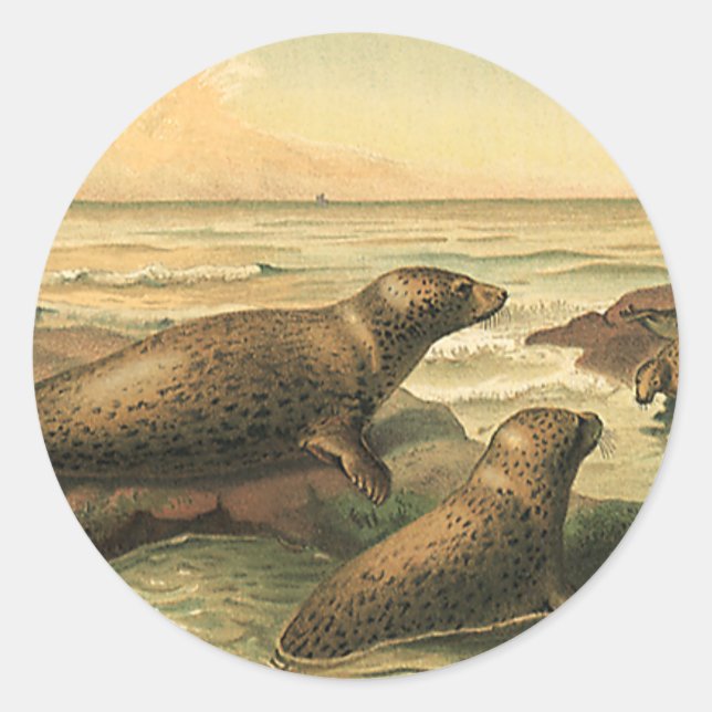 Vintage Leopard Seals by the Ocean, Wild Animals (Front)