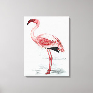 Vintage Lesser Flamingo Claude Gibney Finch Davies Canvas Print