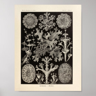 Vintage Lichenes Ernst Haeckel Art Print