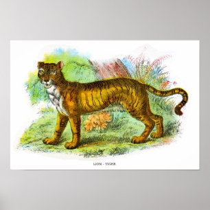 Vintage Liger Or Lion Tiger Animal Illustration Poster