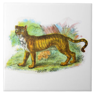 Vintage Liger Or Lion Tiger Animal Illustration Tile
