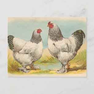 Vintage "Light Brahama Chickens" Postcard